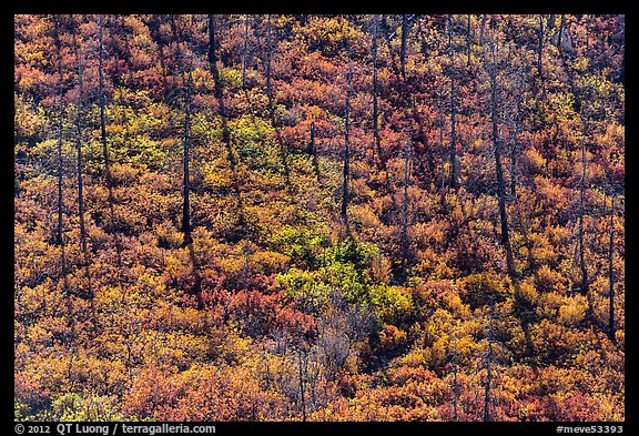 Slope with burned trees, shadows, and shurbs in autumn foliage. Mesa Verde National Park (color)