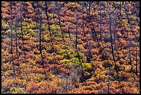 Slope with burned trees, shadows, and shurbs in autumn foliage. Mesa Verde National Park, Colorado, USA.