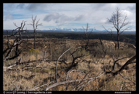 Burned trees and mountains from Wetherill Mesa. Mesa Verde National Park, Colorado, USA.