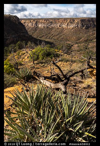 Yucca on canyon rim, Wetherill Mesa. Mesa Verde National Park (color)