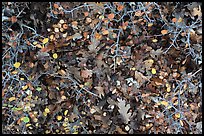 Close-up of bare branches and fallen leaves. Mesa Verde National Park ( color)