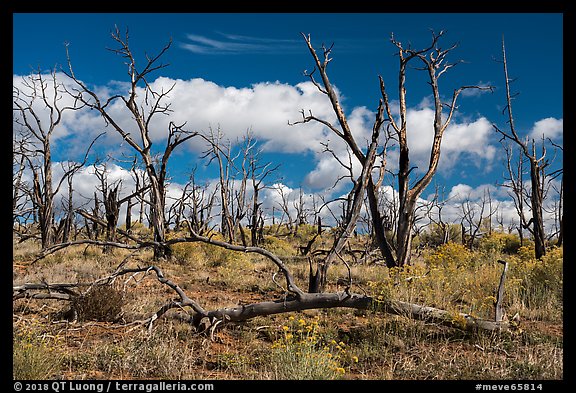 Burned forest, Wetherill Mesa. Mesa Verde National Park (color)