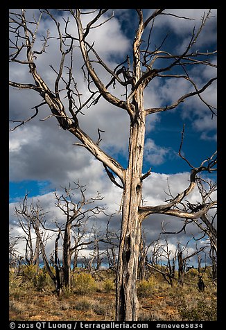 Standing skeletons of burned trees, Wetherill Mesa. Mesa Verde National Park (color)