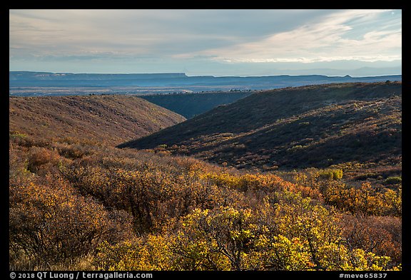 Mountain shrub community on cuesta, Wetherill Mesa. Mesa Verde National Park (color)