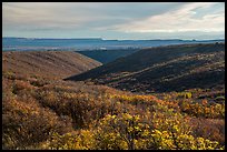 Mountain shrub community on cuesta, Wetherill Mesa. Mesa Verde National Park ( color)