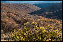 Gambel oak and Utah serviceberry brighten Wetherill Mesa slopes in autumn. Mesa Verde National Park ( color)