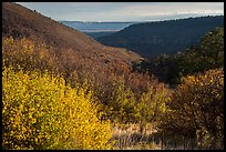 Autumn foliage of  Mountain shrub community, Wetherill Mesa. Mesa Verde National Park ( color)