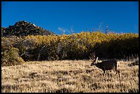 Deer and Gambel Oak. Mesa Verde National Park ( color)