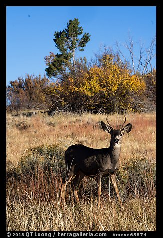 Dear in autumn. Mesa Verde National Park (color)