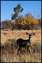 Dear in autumn. Mesa Verde National Park ( color)