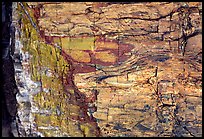 Colorful fossilized log close-up. Petrified Forest National Park, Arizona, USA.