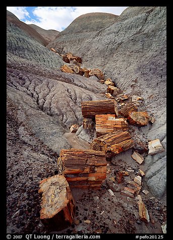 Triassic Era petrified logs and Blue Mesa. Petrified Forest National Park (color)