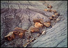 Petrified logs in Blue Mesa. Petrified Forest National Park, Arizona, USA.