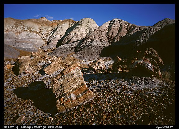 Petrified log section in Blue Mesa, afternoon. Petrified Forest National Park, Arizona, USA.