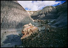 Fossilized log in Blue Mesa. Petrified Forest National Park ( color)