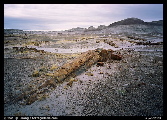 Long petrified log, and Chinle Formation rocks, Long Logs area. Petrified Forest National Park (color)