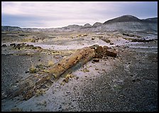 Long petrified log, Long Logs area. Petrified Forest National Park ( color)