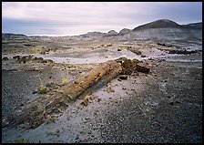 Long petrified log, and Chinle Formation rocks, Long Logs area. Petrified Forest National Park, Arizona, USA.