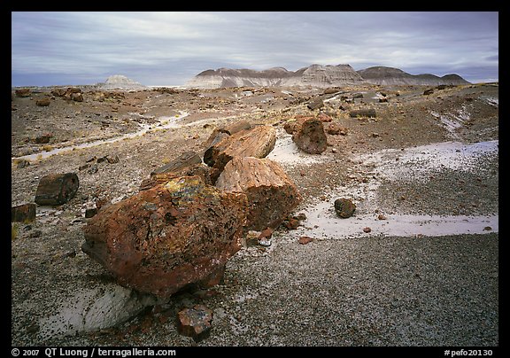 Colorful fossilized wood section from Triassic Era and badlands. Petrified Forest National Park, Arizona, USA.