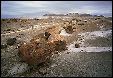 Colorful fossilized wood section from Triassic Era and badlands. Petrified Forest National Park, Arizona, USA. (color)