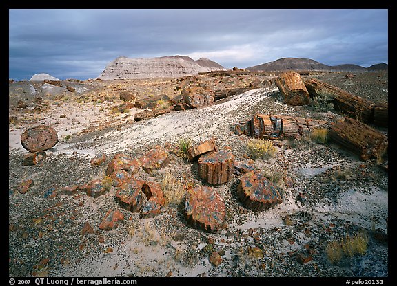 Petrified log and prehistoric-looking badlands. Petrified Forest National Park, Arizona, USA.