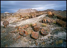 Petrified log and prehistoric-looking badlands. Petrified Forest National Park, Arizona, USA.