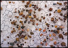 Close-up of mud cracks and colorful stones. Petrified Forest National Park, Arizona, USA. (color)