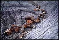 Pictures of Petrified Forest NP