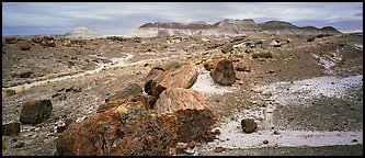 Landscape of colorful petrified logs and badlands. Petrified Forest National Park (Panoramic color)