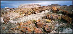 Colorful sections of petrified wood. Petrified Forest National Park (Panoramic color)