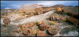 Pictures of Petrified Forest