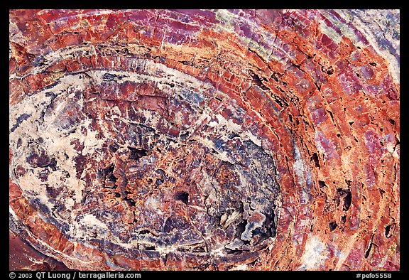 Petrified wood section. Petrified Forest National Park, Arizona, USA.