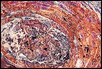 Petrified wood section. Petrified Forest National Park, Arizona, USA. (color)