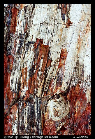 Detail of Triassic Era fossilized wood. Petrified Forest National Park, Arizona, USA.