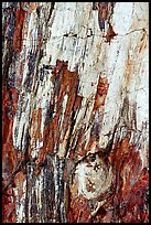Detail of Triassic Era fossilized wood. Petrified Forest National Park, Arizona, USA.