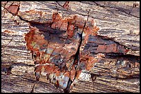 Petrified log detail with bark. Petrified Forest National Park, Arizona, USA.