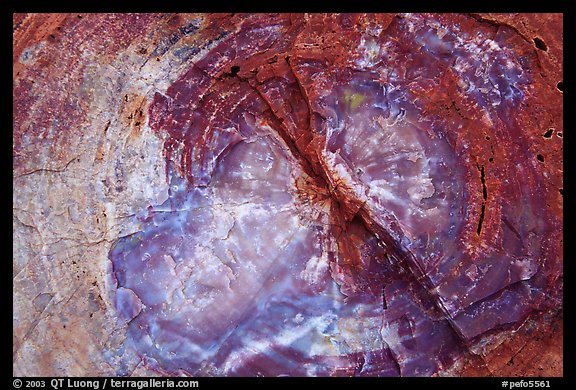 Petrified wood close-up. Petrified Forest National Park, Arizona, USA.