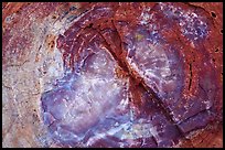 Petrified wood close-up. Petrified Forest National Park, Arizona, USA.