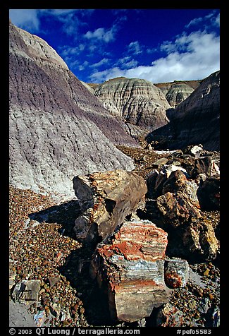 Colorful fossilized logs in Blue Mesa, afternoon. Petrified Forest National Park, Arizona, USA.