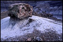 Pedestal petrified log in Blue Mesa, afternoon. Petrified Forest National Park, Arizona, USA. (color)