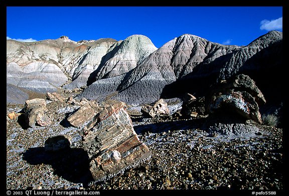 Colorful petrifieds logs in Blue Mesa, afternoon. Petrified Forest National Park (color)