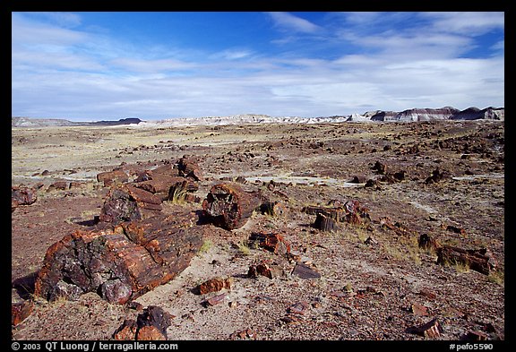 Long Logs area, with highest concentration of petrified wood in  Park, morning. Petrified Forest National Park, Arizona, USA.