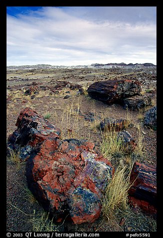 Multi-hued large petrified logs and badlands in Long Logs area. Petrified Forest National Park (color)