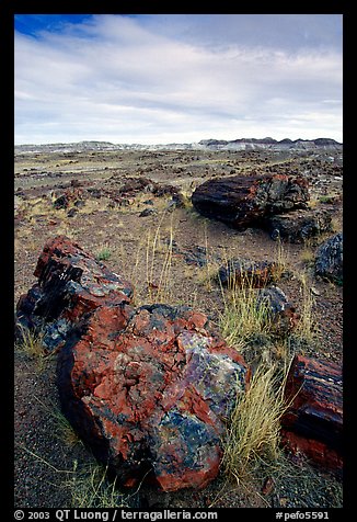 Multi-hued large petrified logs and badlands in Long Logs area. Petrified Forest National Park, Arizona, USA.