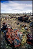 Multi-hued large petrified logs and badlands in Long Logs area. Petrified Forest National Park ( color)