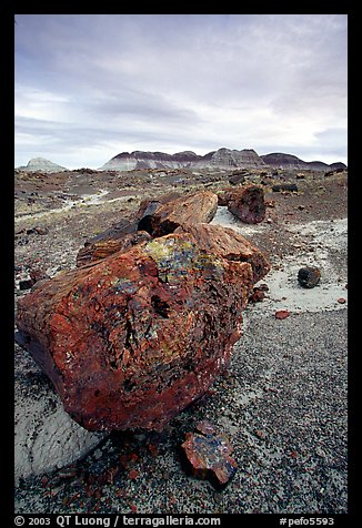 Triassic Era large petrified logs and badlands, Long Logs area. Petrified Forest National Park (color)