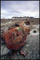 Triassic Era large petrified logs and badlands, Long Logs area. Petrified Forest National Park ( color)