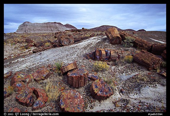 Colorful slices of petrified wood and badlands in Long Logs area. Petrified Forest National Park, Arizona, USA.