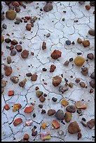 Close up of small pieces of petrified wood and clay pattersn. Petrified Forest National Park ( color)