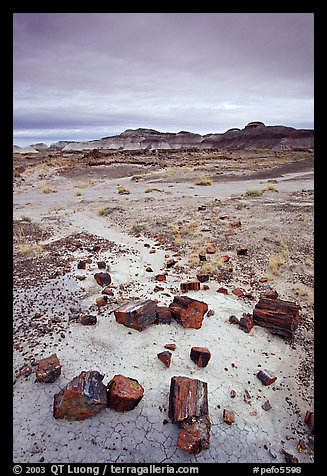 Colorful slices of petrified wood and badlands in Long Logs area. Petrified Forest National Park, Arizona, USA.